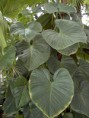 PHILODENDRON