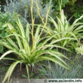 CHLOROPHYTUM